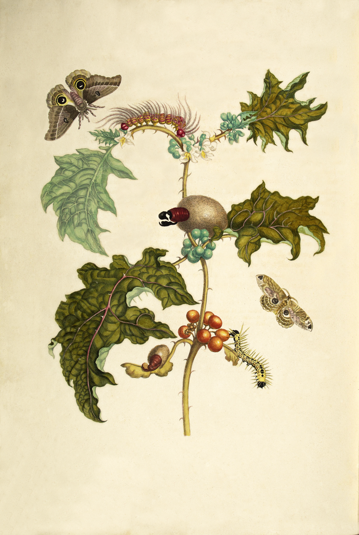 Cassava · Merian · pl. VI