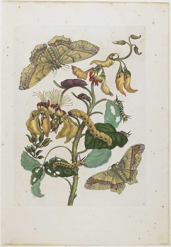 Merian · Metamorphosis · 1705