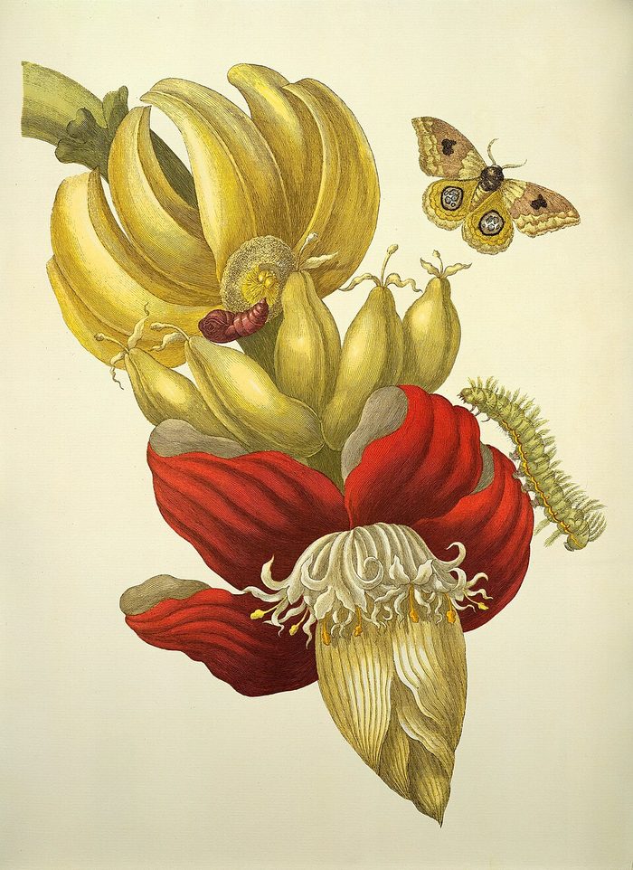 Banana · Merian · Suriname · 1705