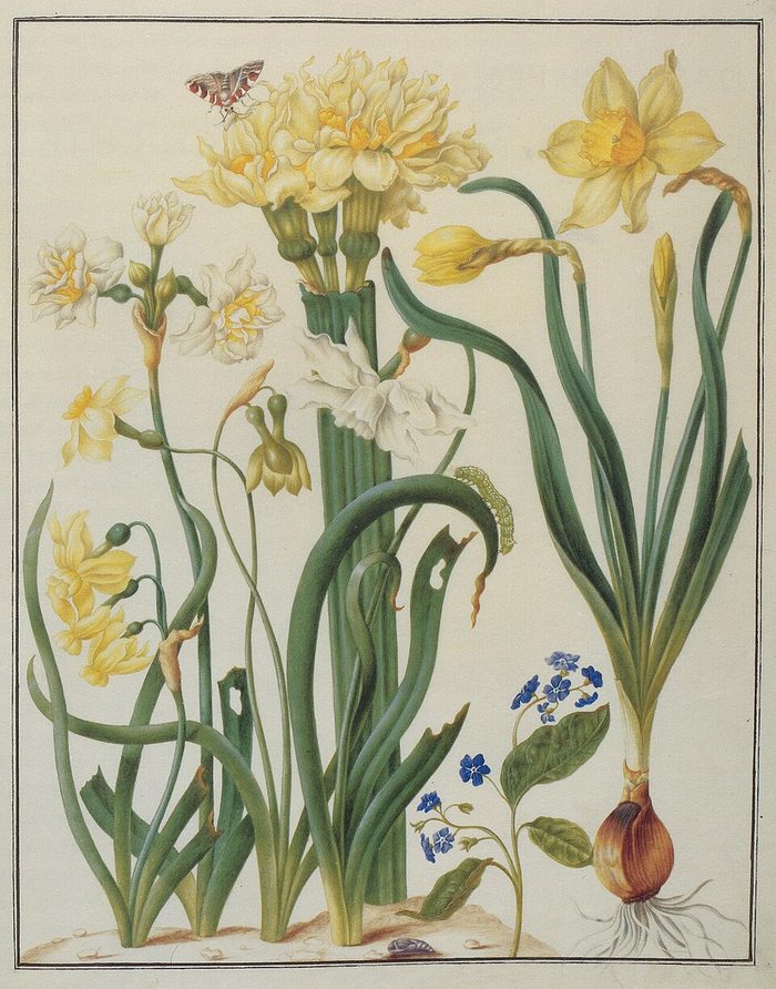 Narcissus study · Merian · c. 1658