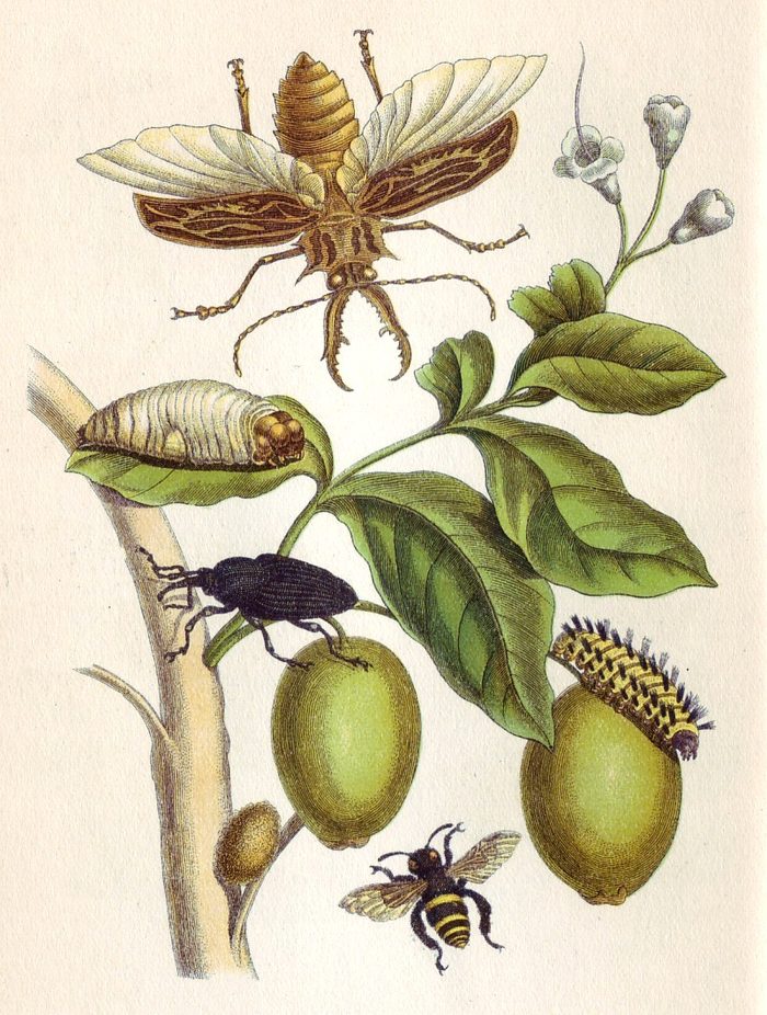Merian · plate XLVIII · 1705