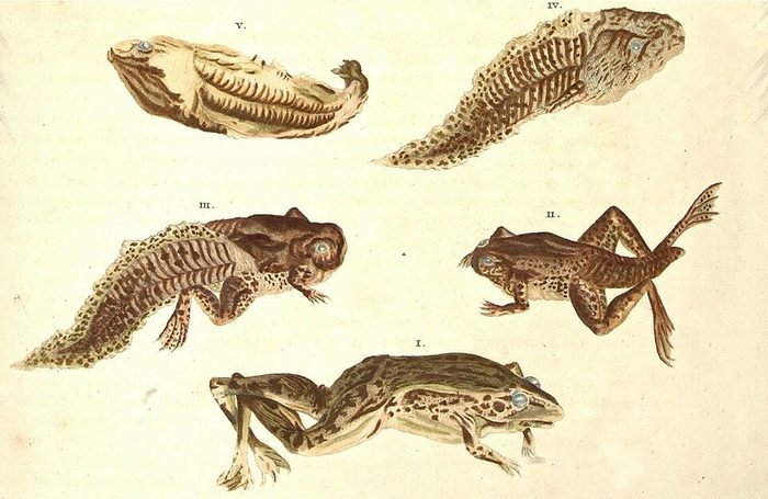 Merian · plate LXXI · 1705