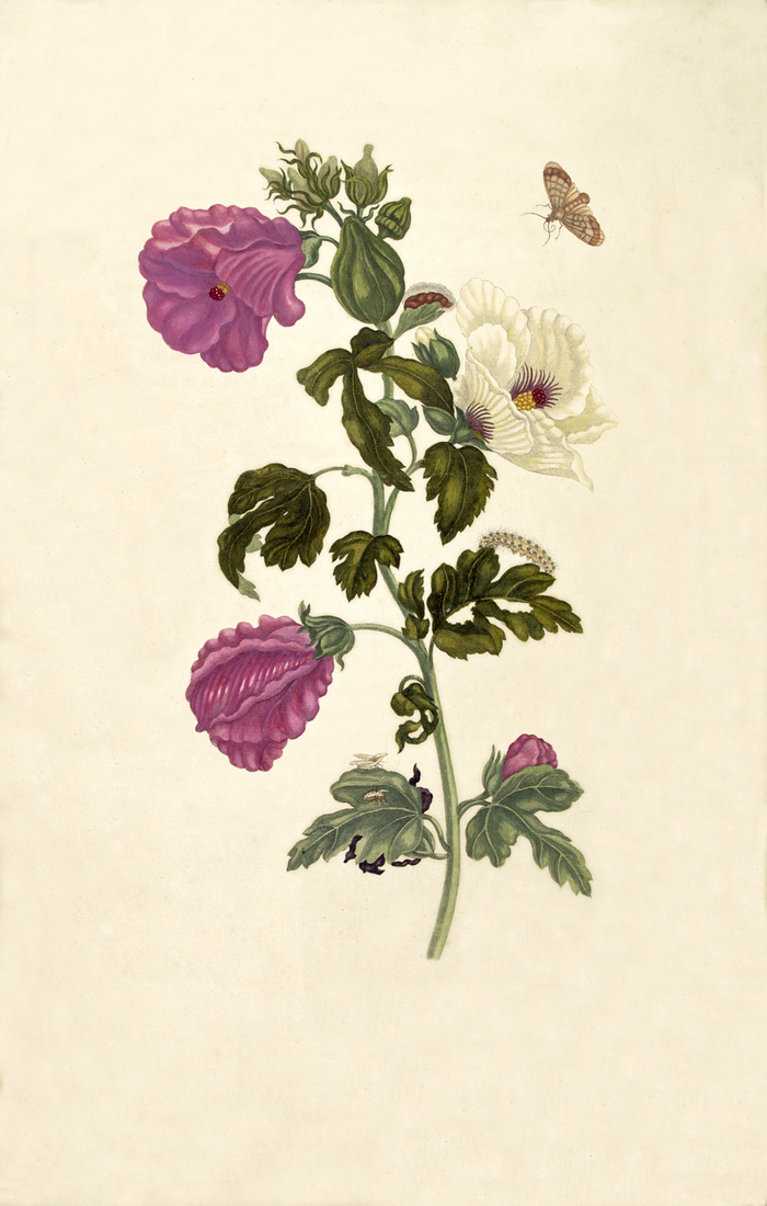 Okra · Merian · pl. XXXVII