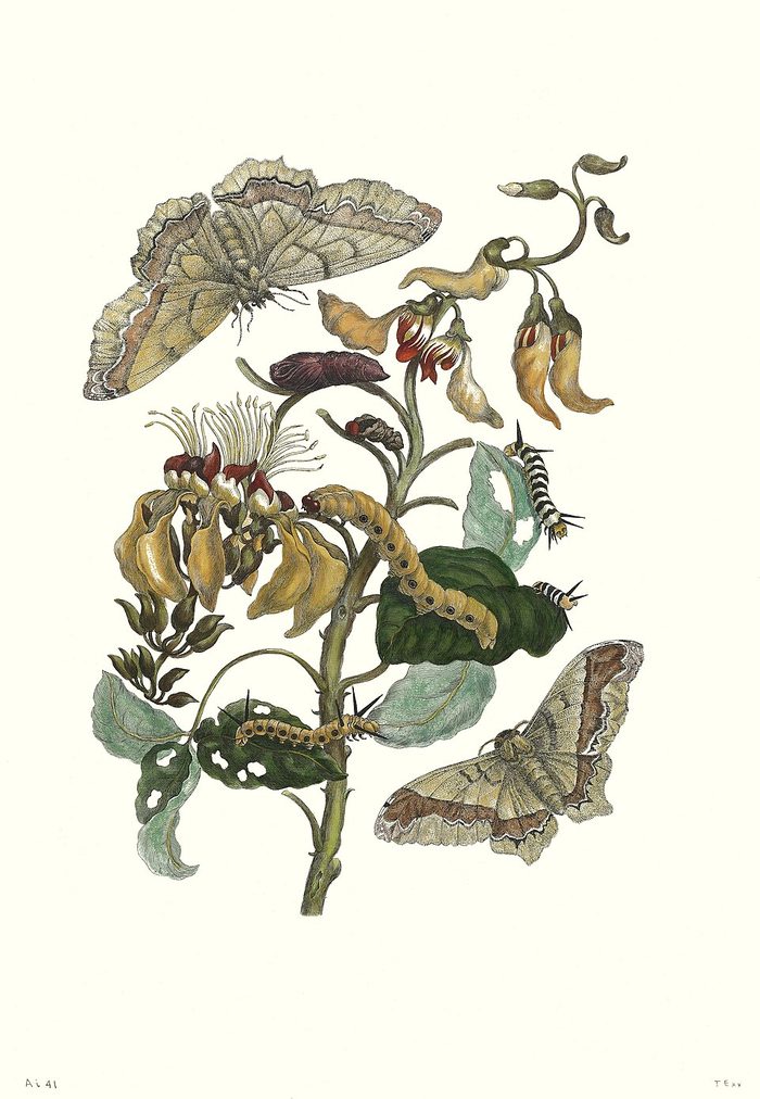 Palisade tree · Merian · 1705