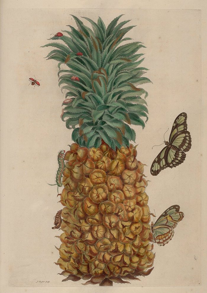 Pineapple · Merian · Suriname · 1705