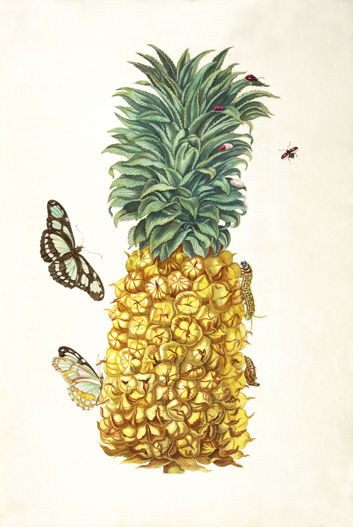 Ripe pineapple · Merian · pl. II