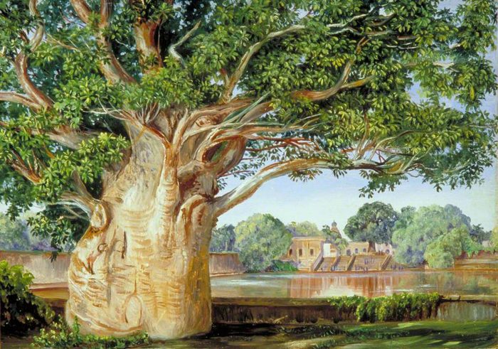 Baobab at Tanjore · Marianne North
