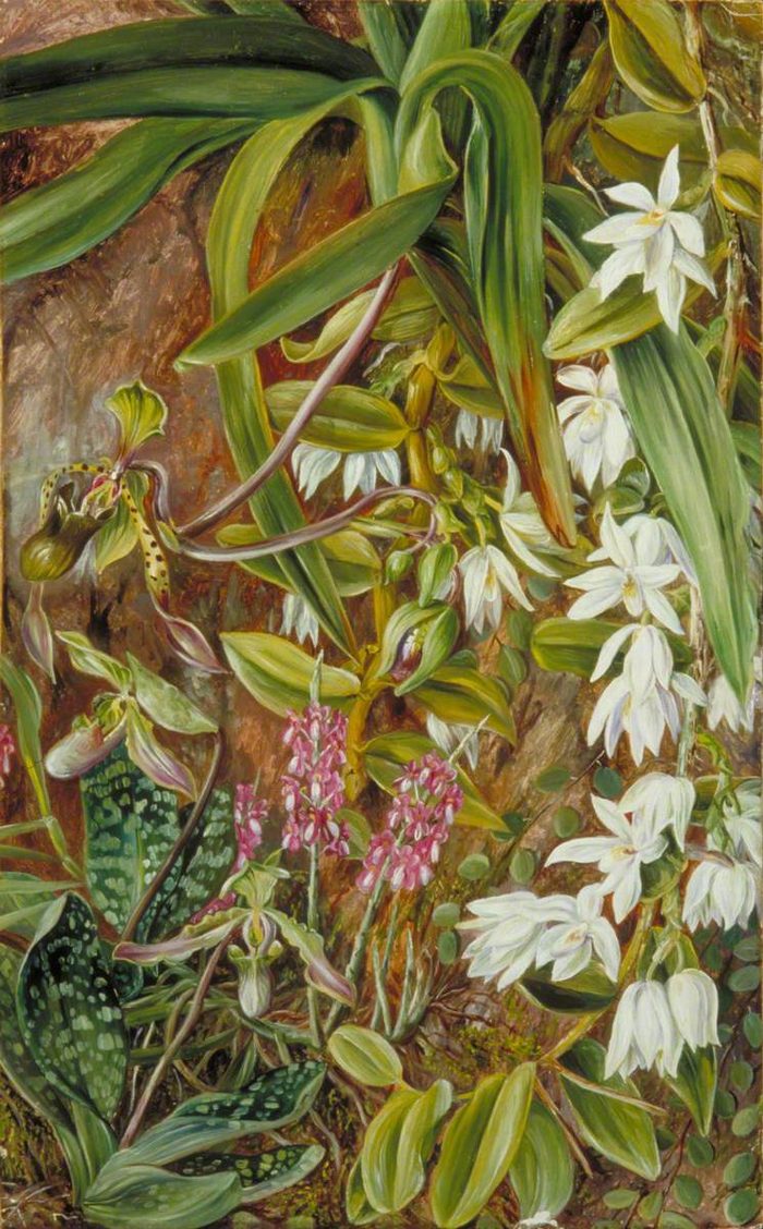 Bornean orchids · Marianne North