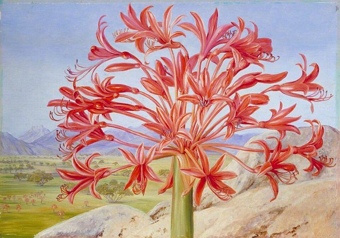 Brunsvigia · Marianne North