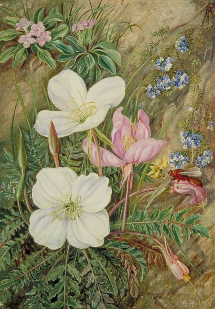 Flowers of Chile · Marianne North