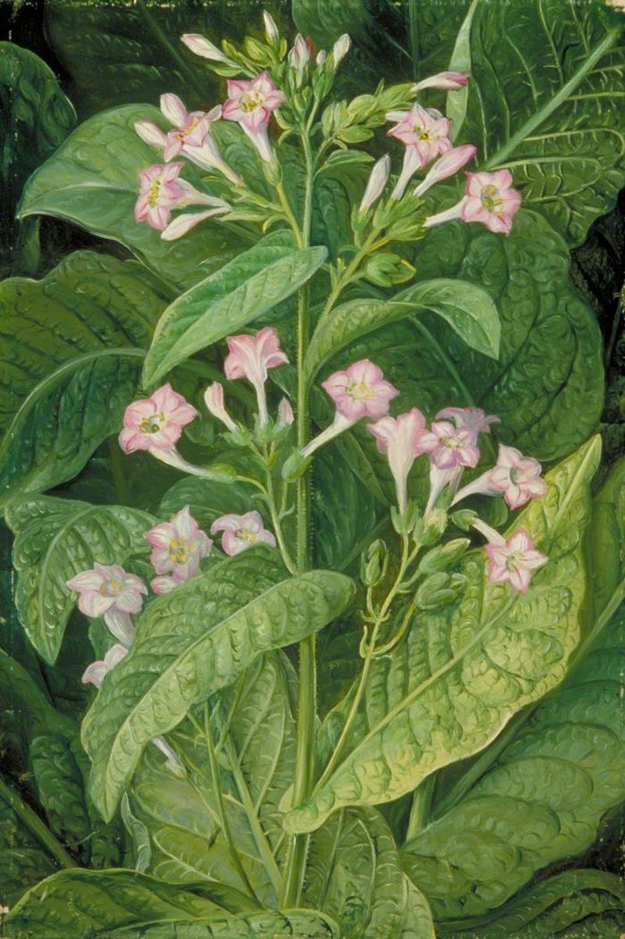 Tobacco · Marianne North · Kew