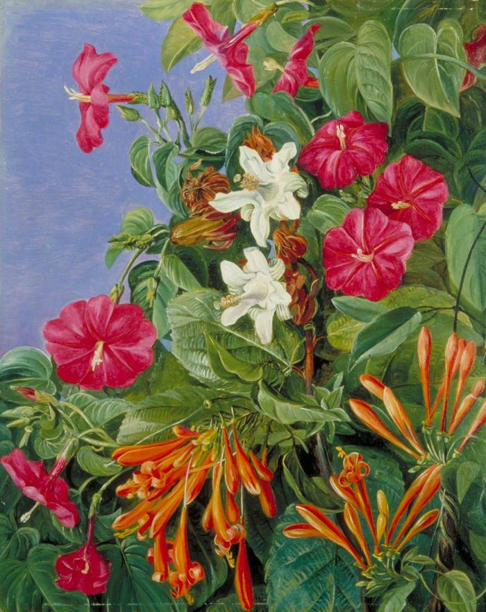 Morro Velho · Marianne North