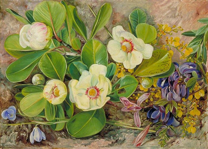 Wild flowers of Brazil · Marianne North