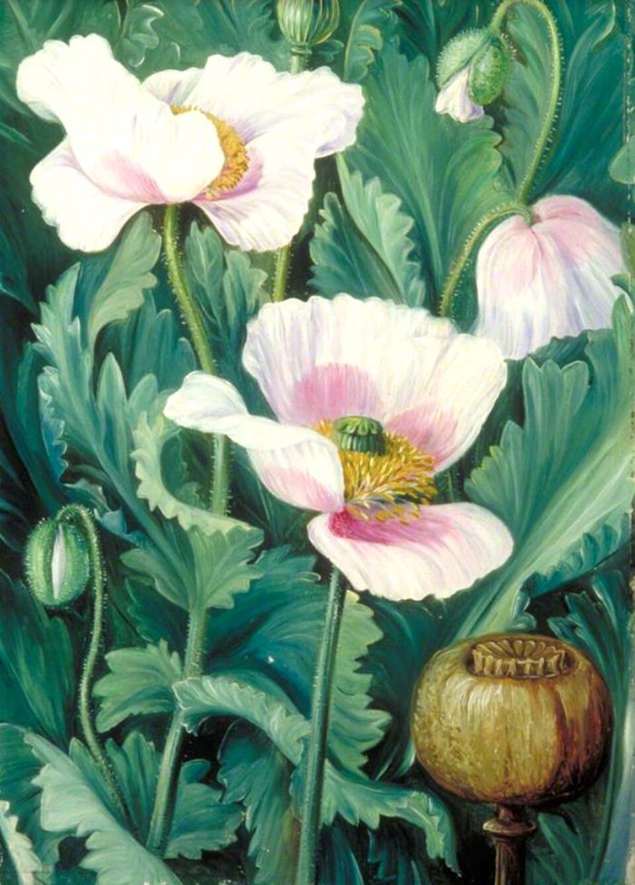 Poppy · Marianne North