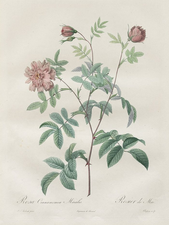 Rosa cinnamomea · Redouté · Les Roses