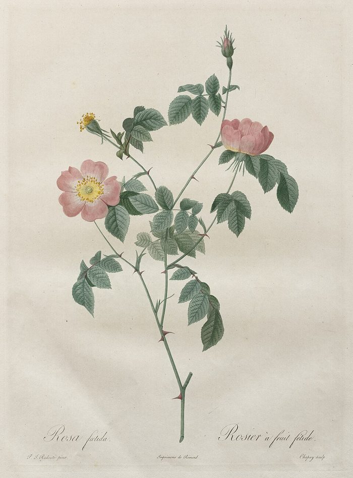 Rosa indica · Redouté · Les Roses