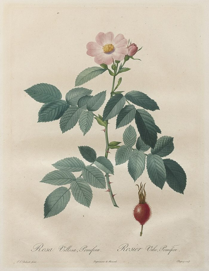 Rosa villosa · Redouté · Les Roses