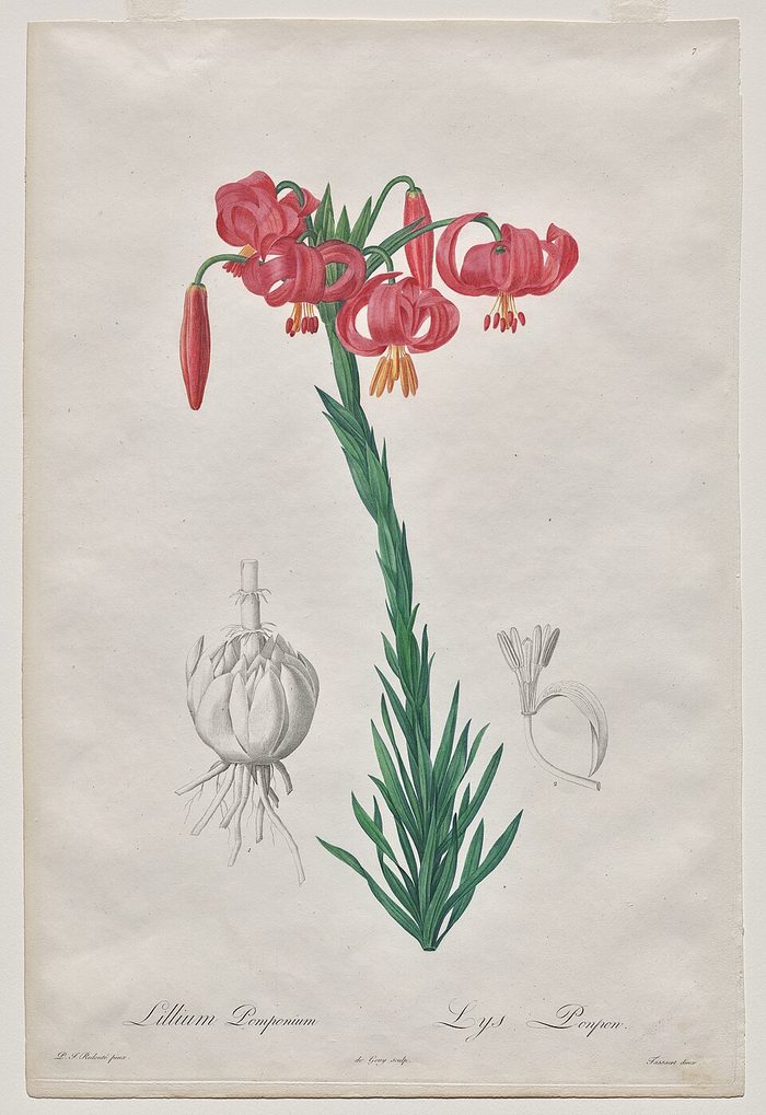 Red lily · Redouté · Les Liliacées · pl. 7