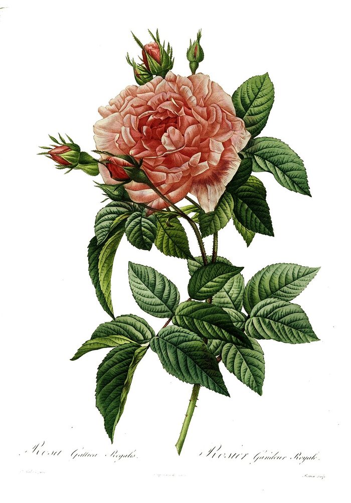 Rosa gallica · Redouté · Les Roses