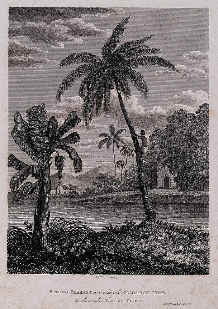 Coconut palm · Wellcome
