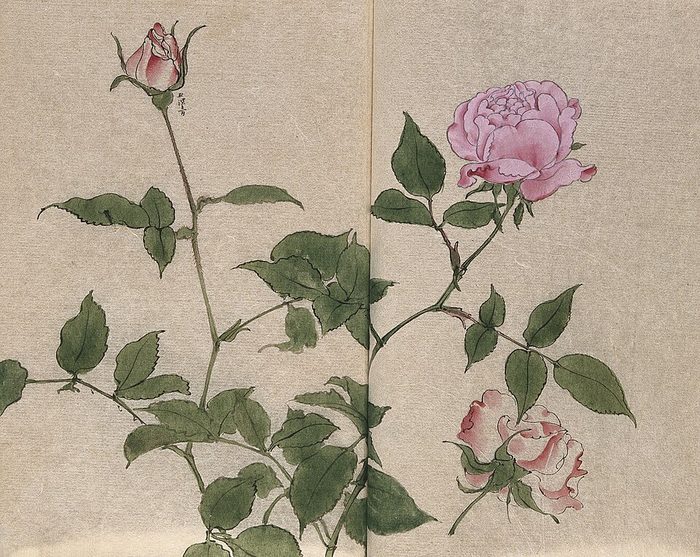 Rosa · watercolour · Wellcome