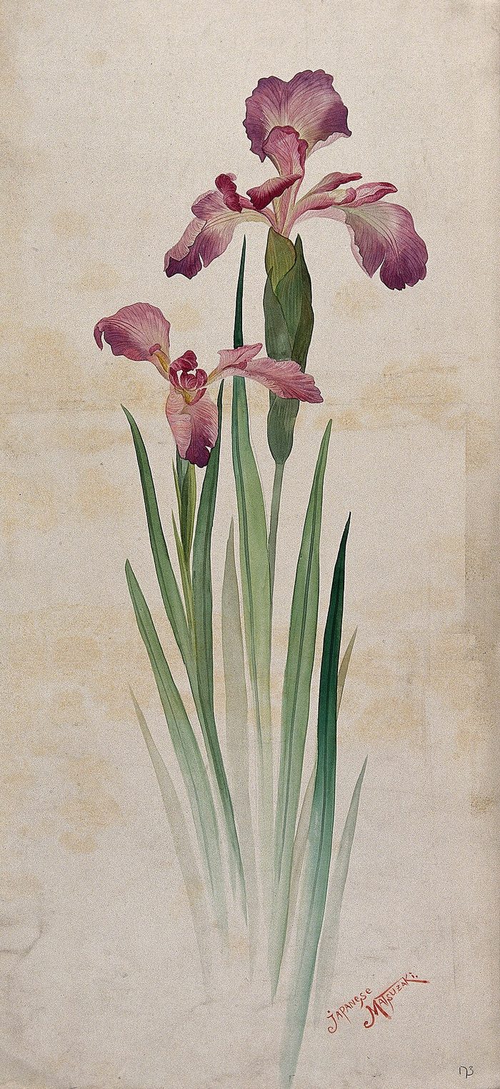 Iris kaempferi · watercolour · Wellcome