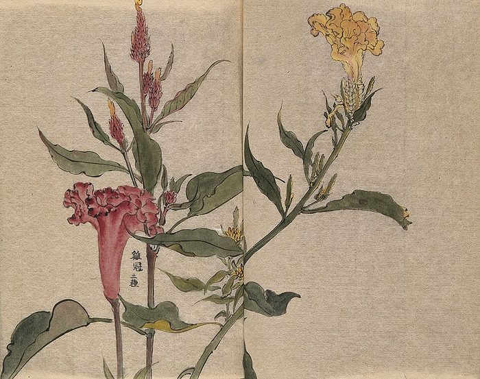 Celosia · watercolour · Wellcome